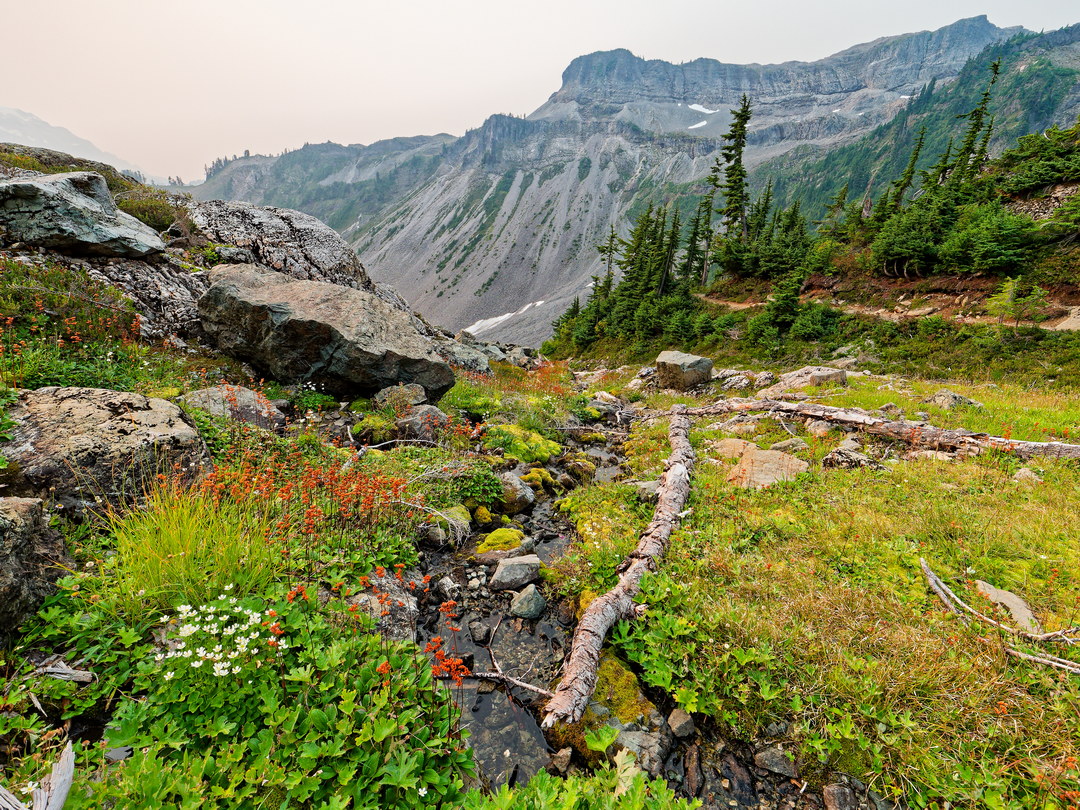 Above: Numerous Streams Along the Descent Supporting Many Flowers